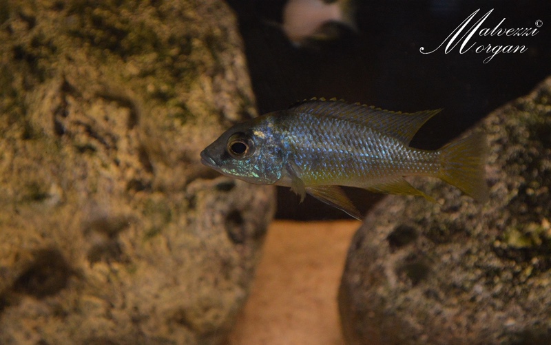 Mylochromis mola